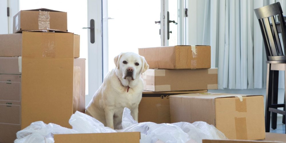 Help Keep Pets Calm During A House Move