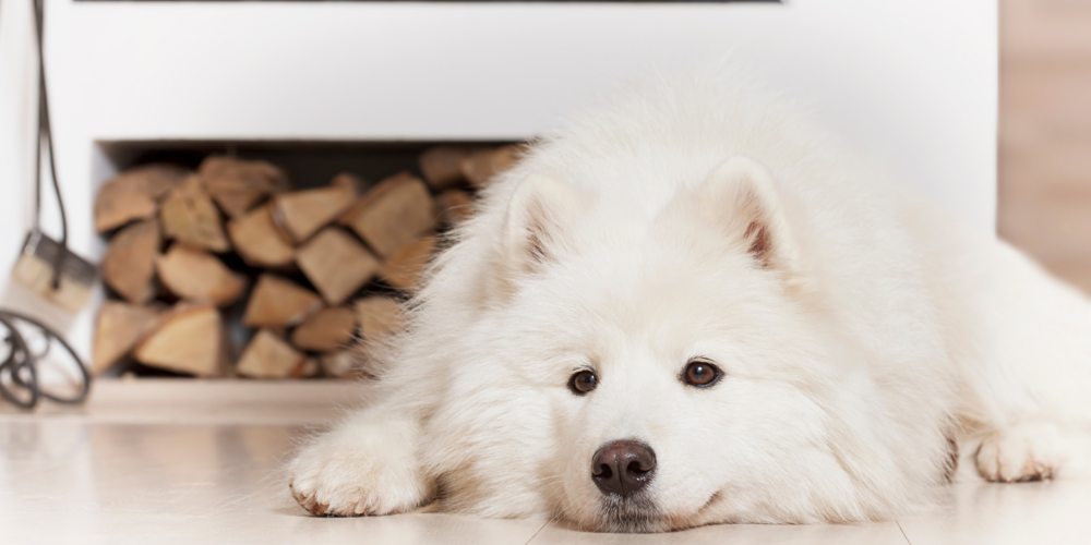 Top Tips For Selling Your Home If You Have Pets